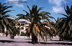 Mas- 133- Blida